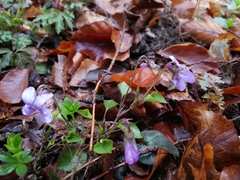 Viola reichenbachiana