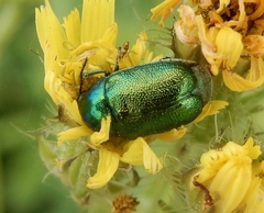 Coleoptera