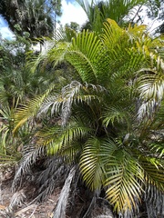 Dypsis lutescens
