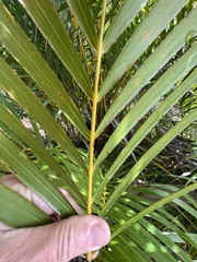 Dypsis lutescens