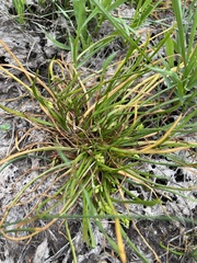 Triglochin scilloides