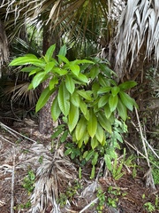 Alstonia macrophylla