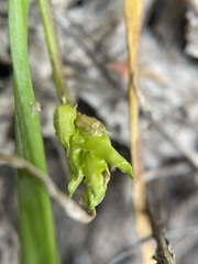Triglochin scilloides