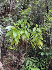 Alstonia macrophylla