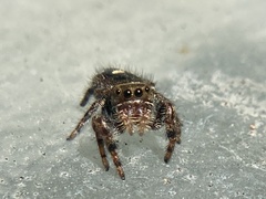 Phidippus audax