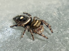 Phidippus audax