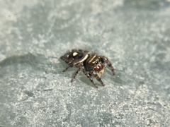 Phidippus audax
