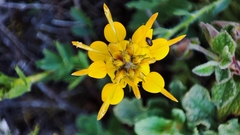Genista tournefortii