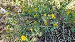 Genista tournefortii