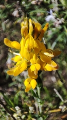 Genista tournefortii