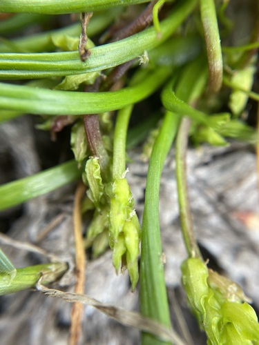 Image of Triglochin scilloides by (c) Matt Berger, some rights reserved (CC BY)
