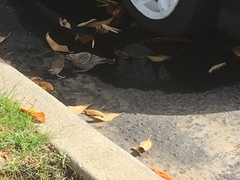 Junco hyemalis