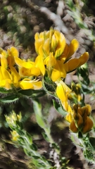 Genista tournefortii