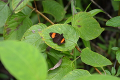 Lepidoptera