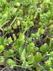 Ranunculus bonariensis trisepalus