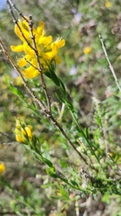 Genista tournefortii