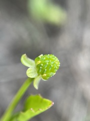 Ranunculus bonariensis trisepalus