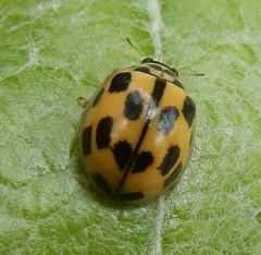Propylea quatuordecimpunctata