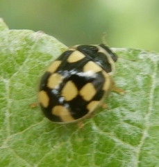 Propylea quatuordecimpunctata