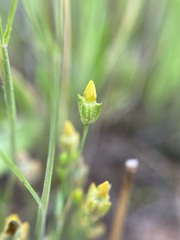 Cicendia quadrangularis