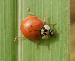 Harmonia axyridis