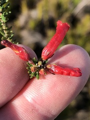 Erica regia