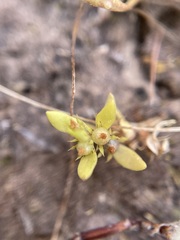 Lysimachia minima