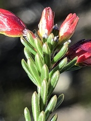 Erica regia