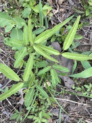 Orbexilum pedunculatum