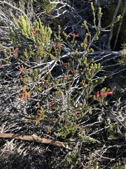 Erica regia