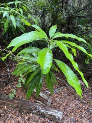 Alstonia macrophylla