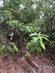 Alstonia macrophylla