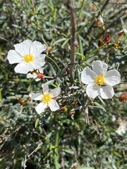 Cistus libanotis