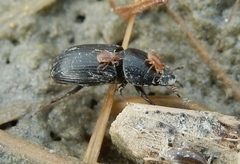 Coleoptera