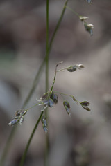 Anthoxanthum australe