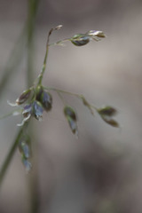 Anthoxanthum australe