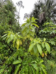 Alstonia macrophylla