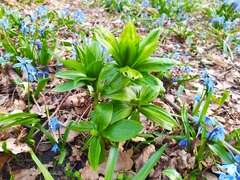 Lilium martagon