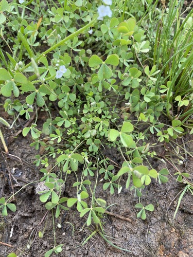 Hairy waterclover (Marsilea vestita)