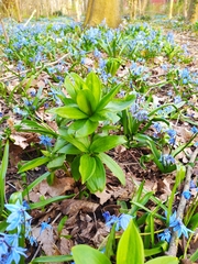 Lilium martagon