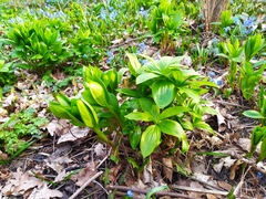 Lilium martagon