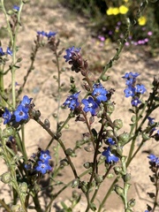 Anchusa calcarea