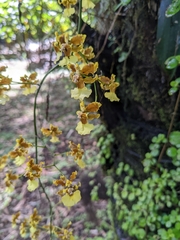 Oncidium sphacelatum