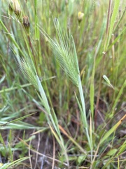 Hordeum marinum