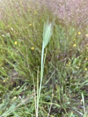 Hordeum marinum