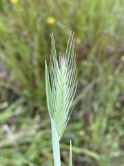 Hordeum marinum