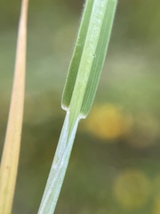 Hordeum marinum