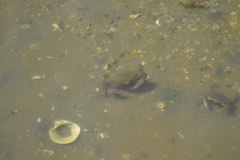 Callinectes arcuatus