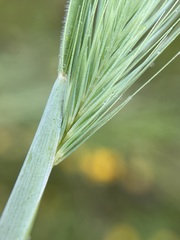 Hordeum marinum