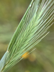 Hordeum marinum